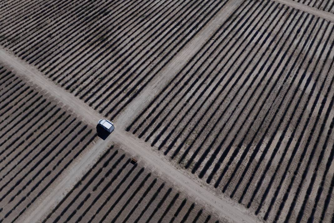 Konya’da lavanta büyüsü! Türkiye’nin en büyüğü dünyadan ziyaretçi ağırlıyor 13